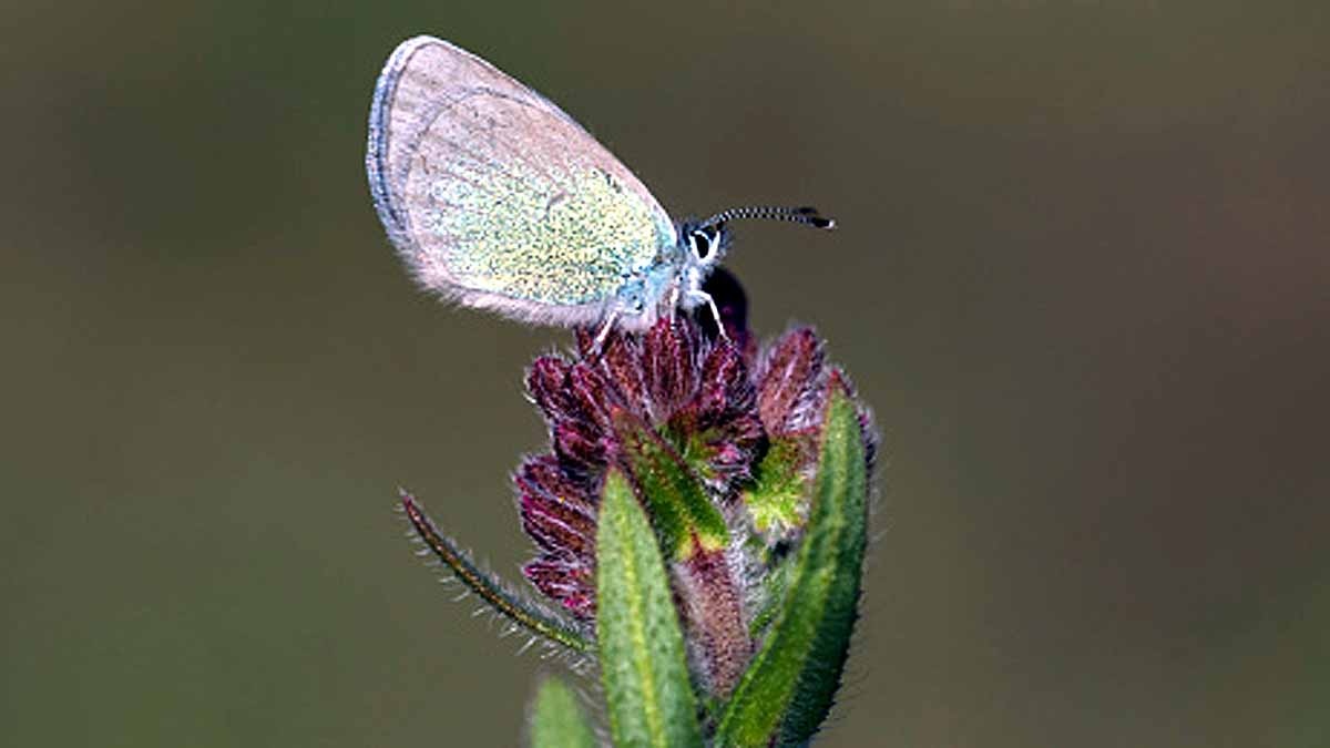 Xerces blue Extinct Human