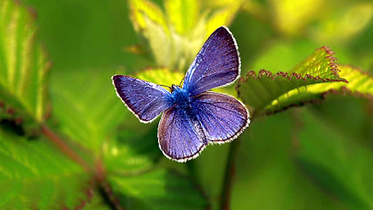 Xerces blue Extinct Human