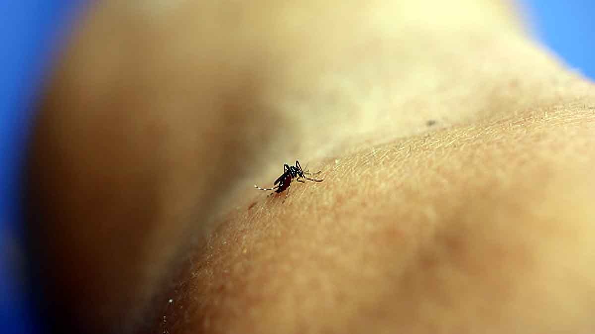 Zika Virus Next Pandemic