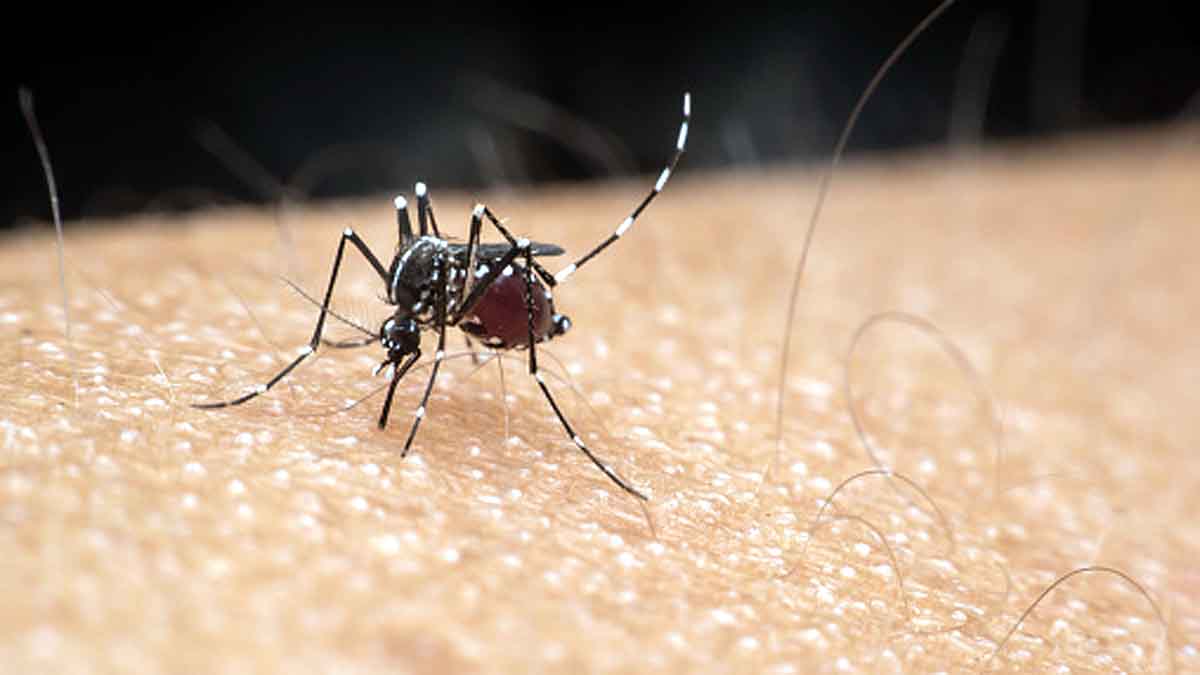 Zika Virus Next Pandemic