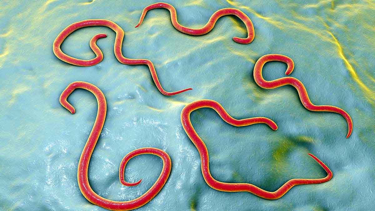 Zika Virus Next Pandemic