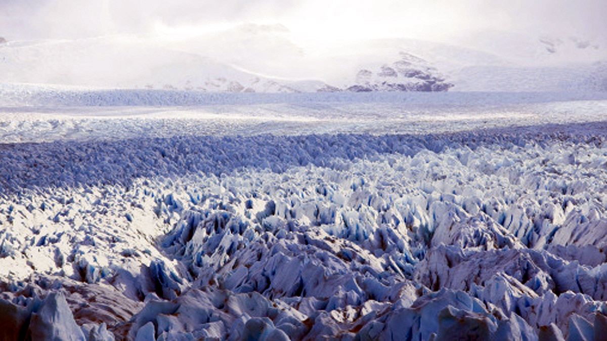 28000 Years Old Lion Cub