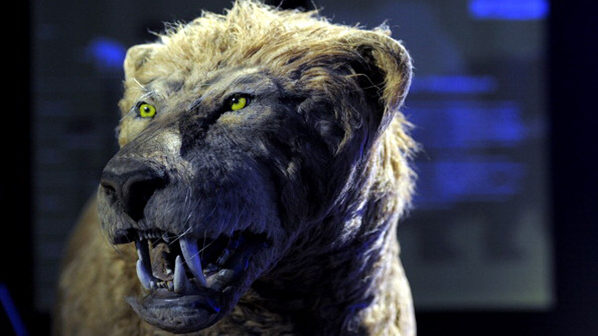 28000 Years Old Lion Cub