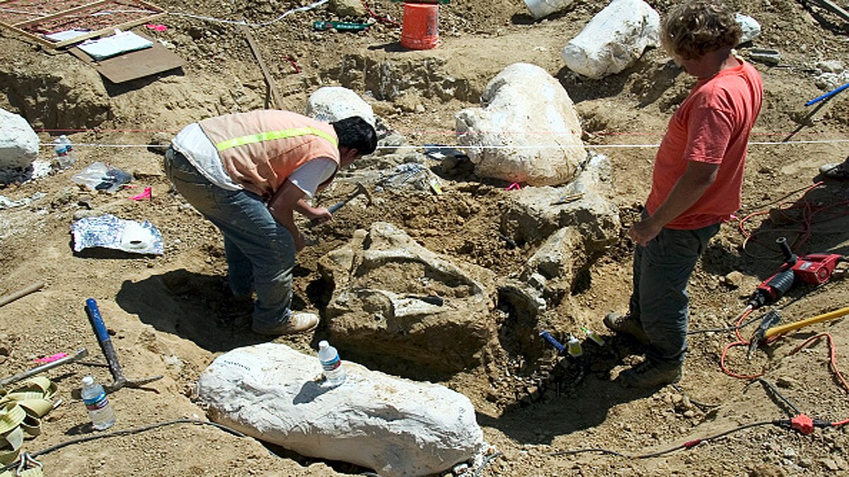 28000 Years Old Lion Cub
