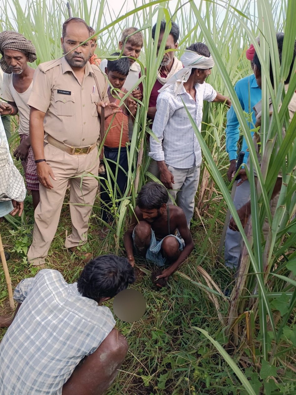 leopard catched by forest department