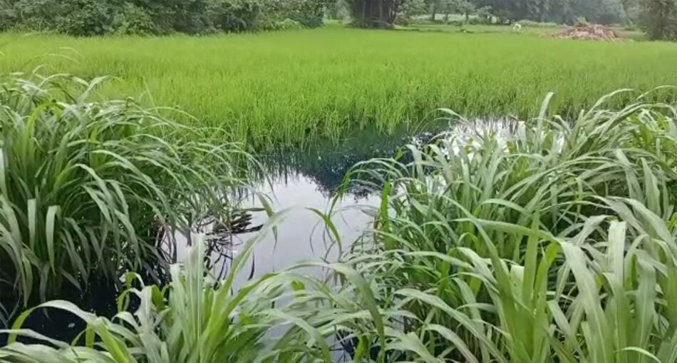 water color turned blue 