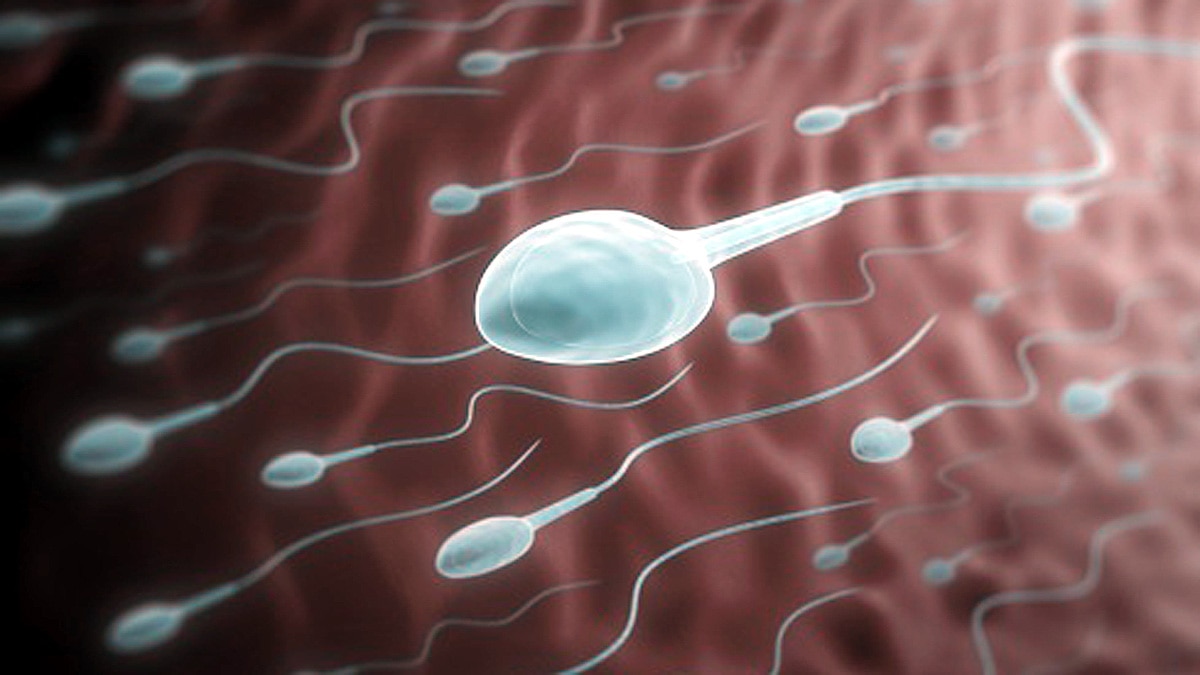 Sperm Hunting Antibodies