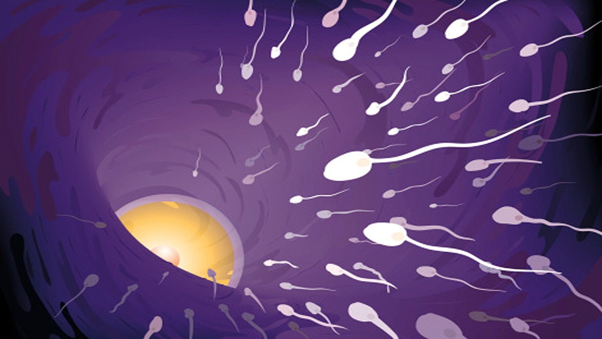 Sperm Hunting Antibodies