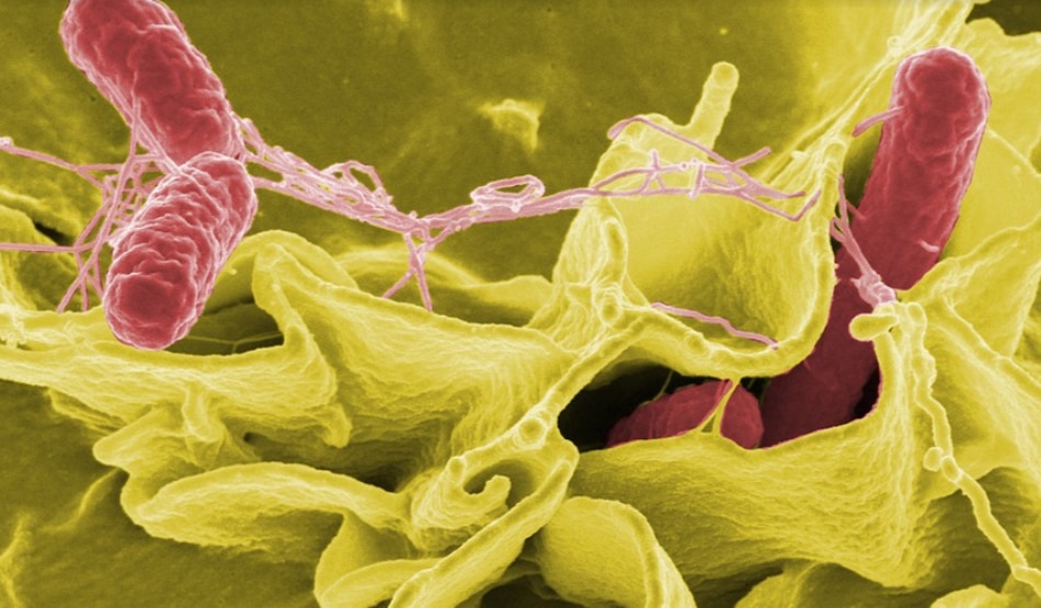 बैक्टीरिया7