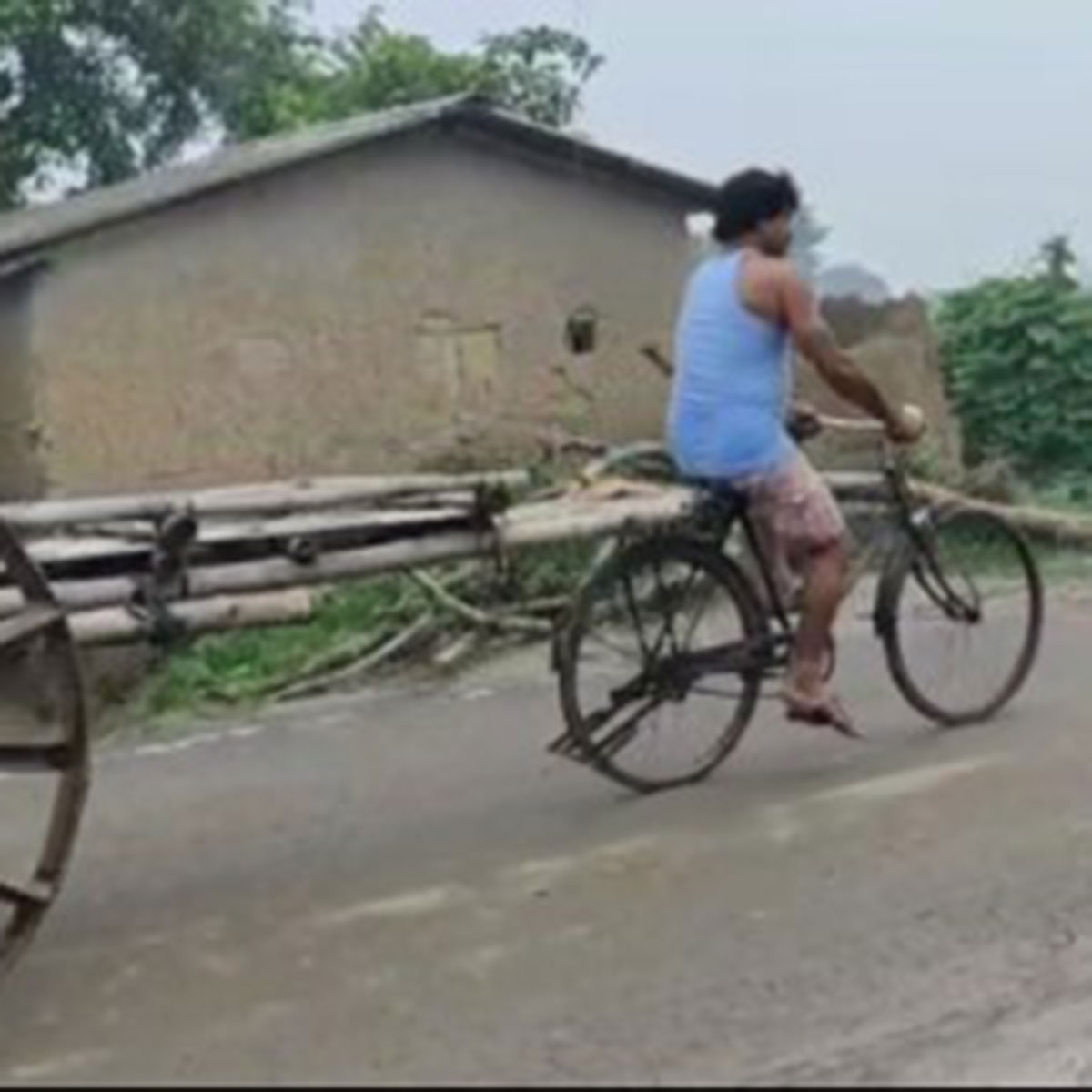 pulls bullock cart by bicycle