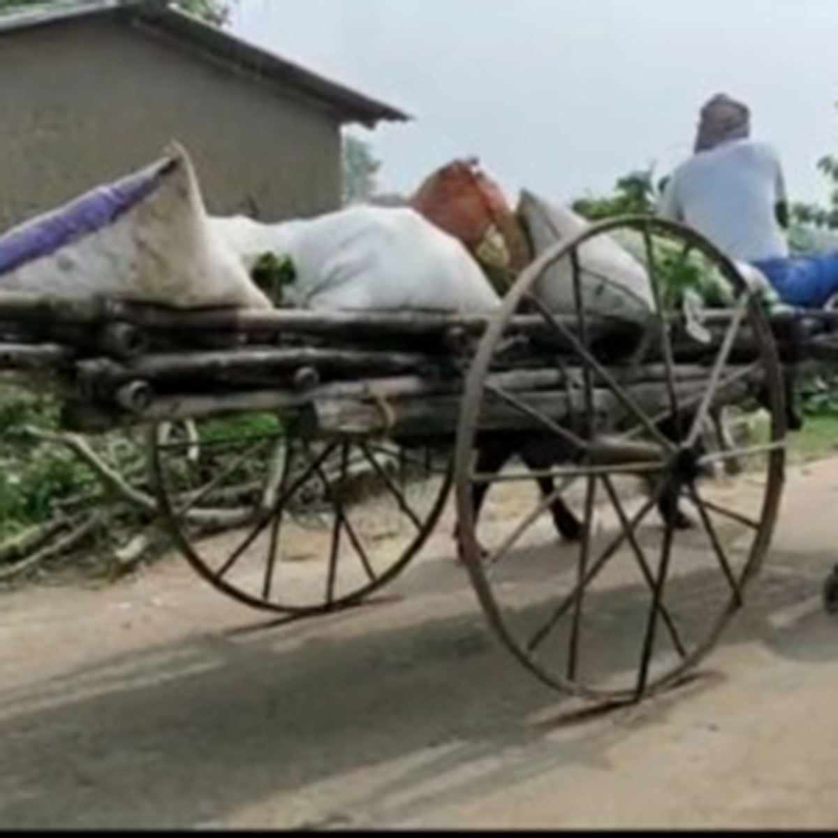 pulls bullock cart by bicycle