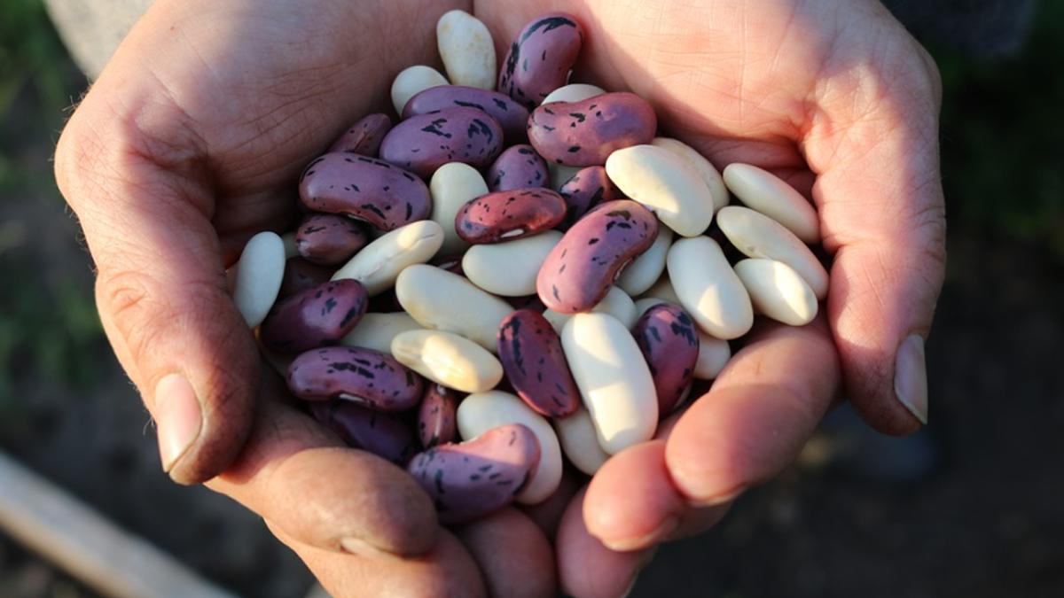 Beans benefits: पतली कमर चाहिए तो खाएं बीन्स, प्रोटीन भी मिलेगा भरपूर