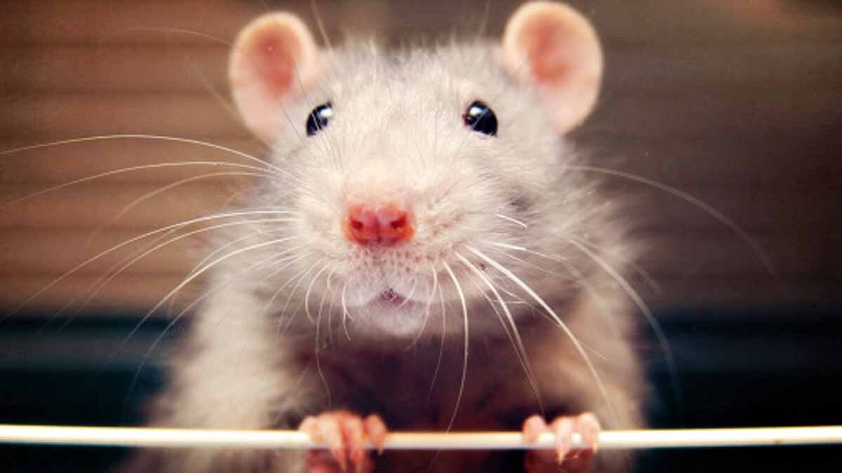 Chipmunks Positive for Plague