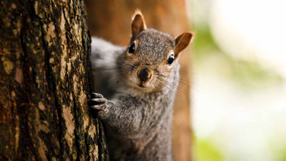Chipmunks Positive for Plague