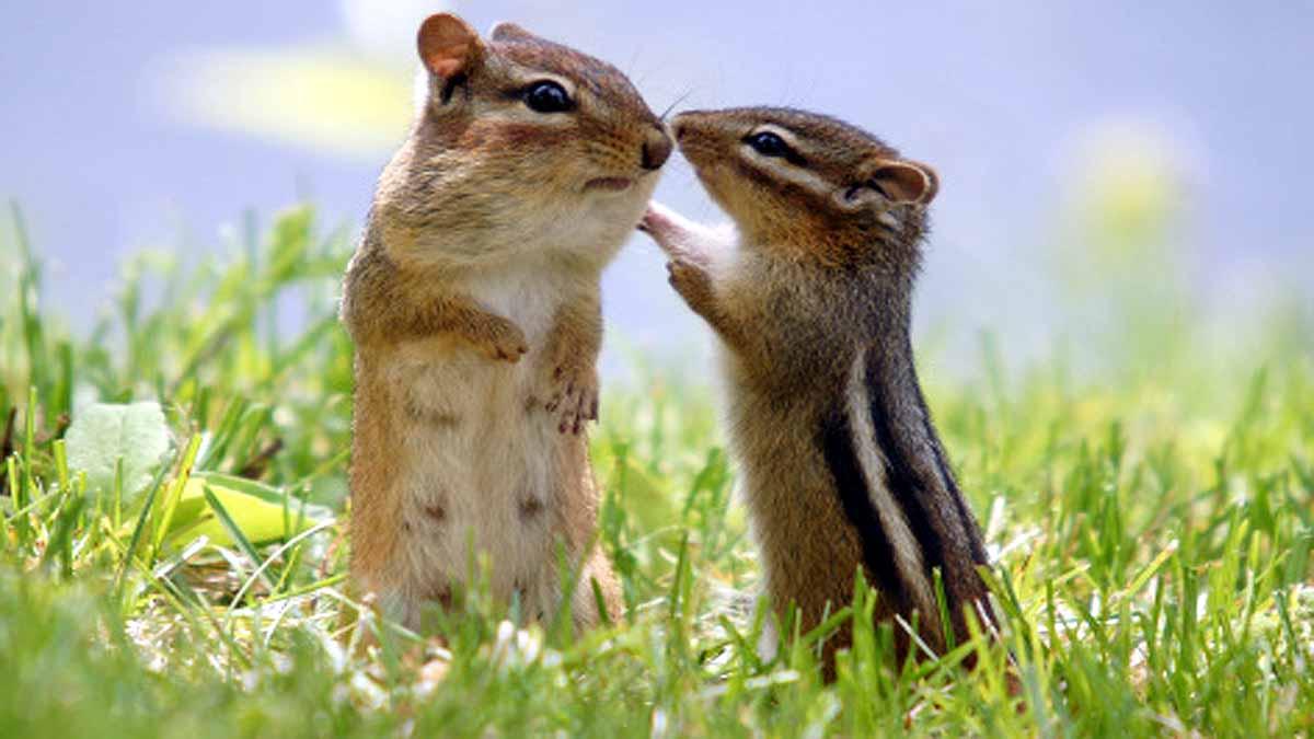 Chipmunks in US Test Positive for Plague