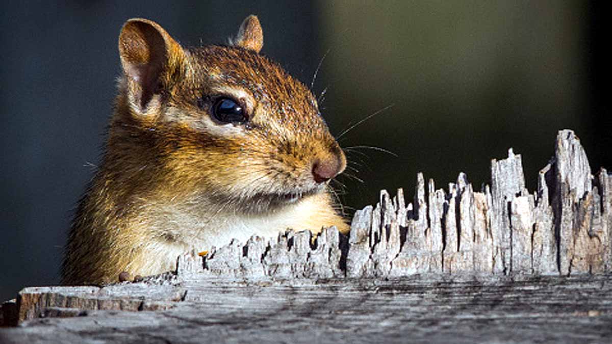 Chipmunks Positive for Plague