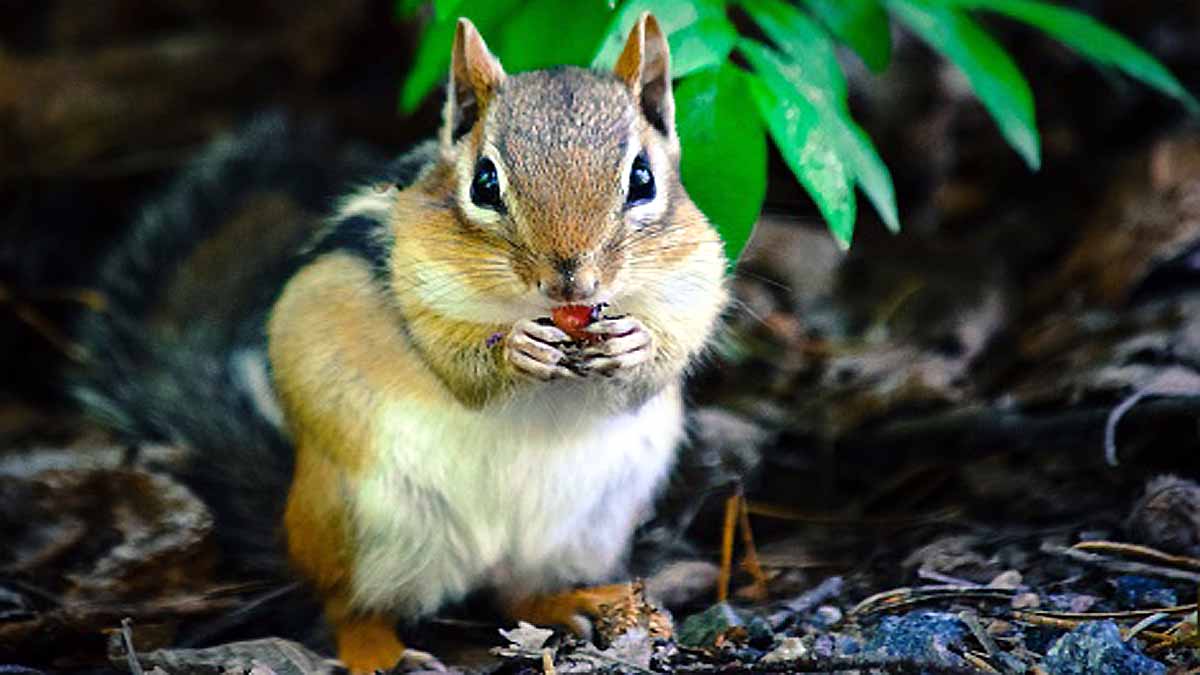 Chipmunks Positive for Plague