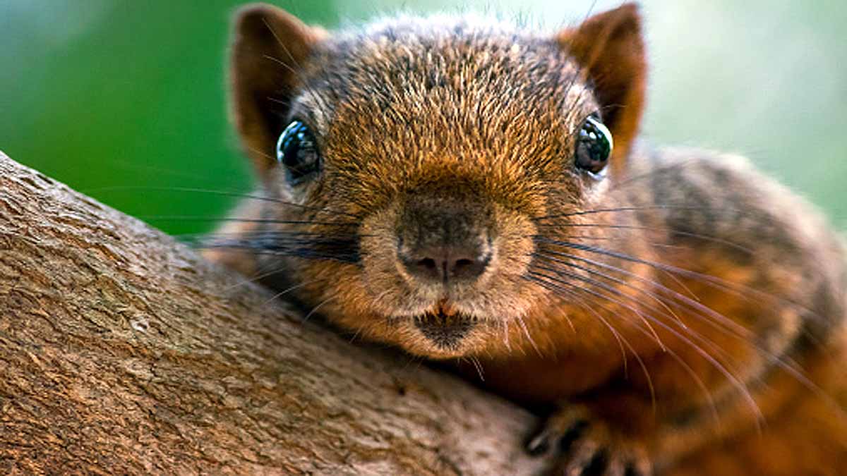 Chipmunks Positive for Plague