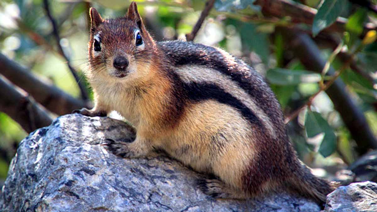 Chipmunks Positive for Plague