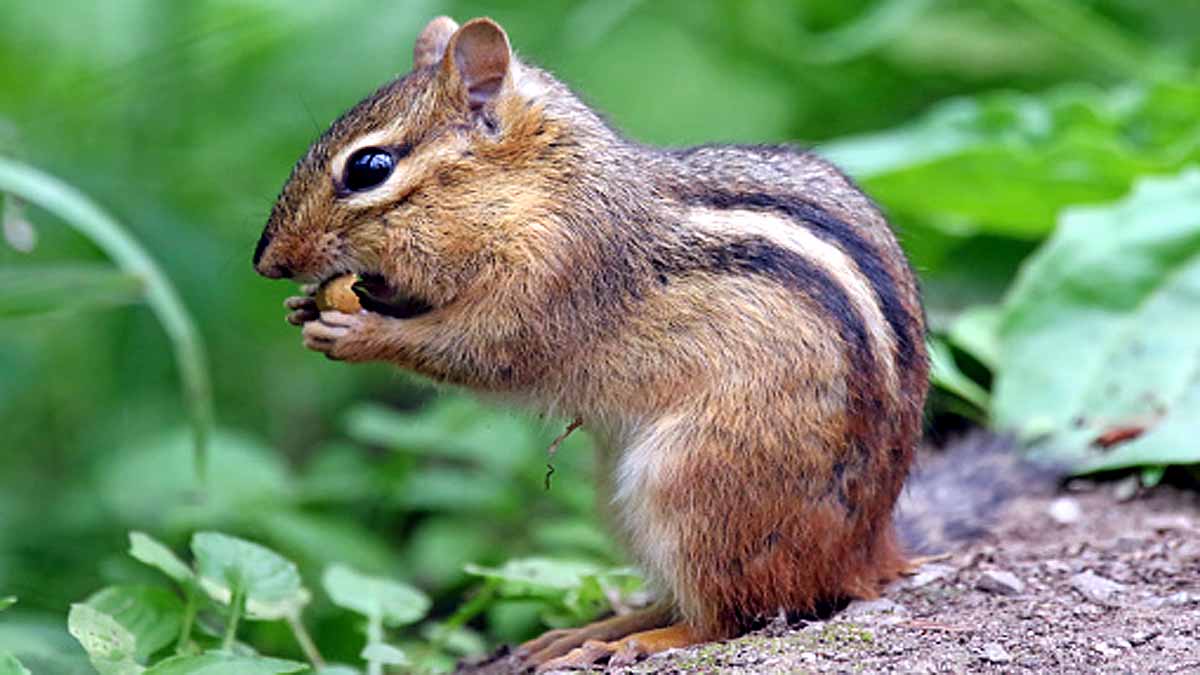 Chipmunks Positive for Plague