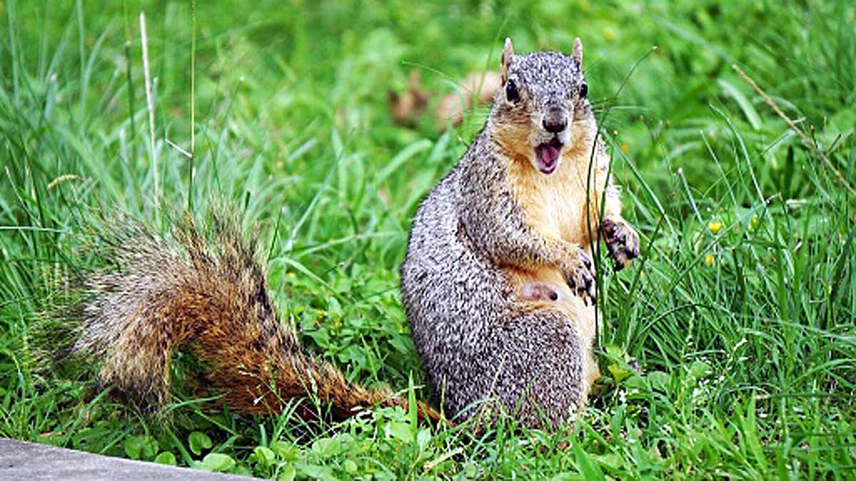 Chipmunks Positive for Plague