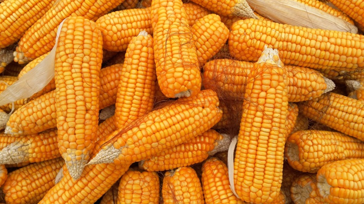 हड्डियों को मजबूत करता है