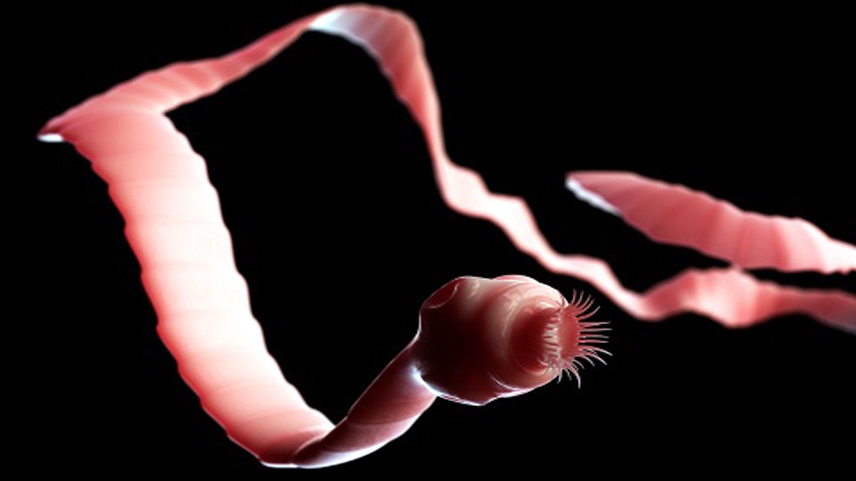 Tapeworm Drugs Covid-19