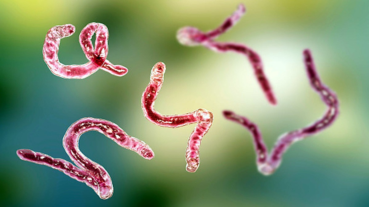 Tapeworm Drugs Covid-19