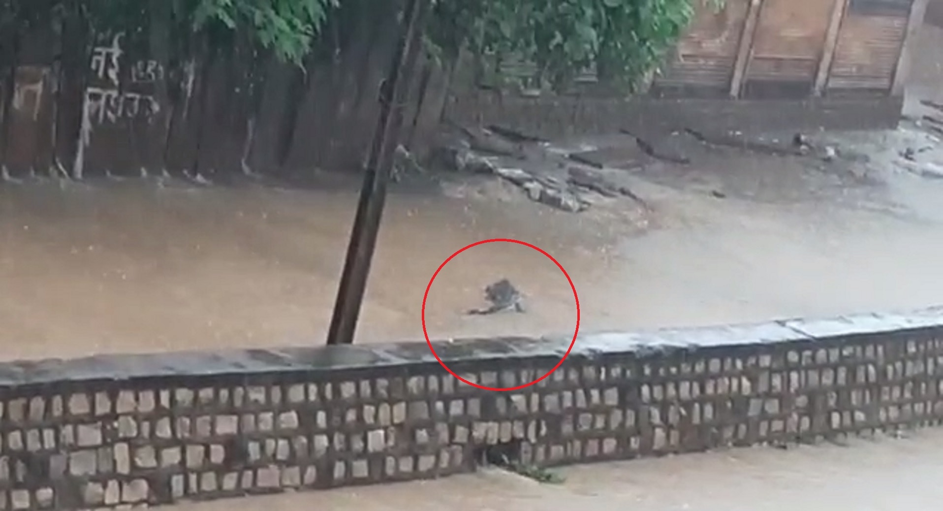 मगरमच्छ