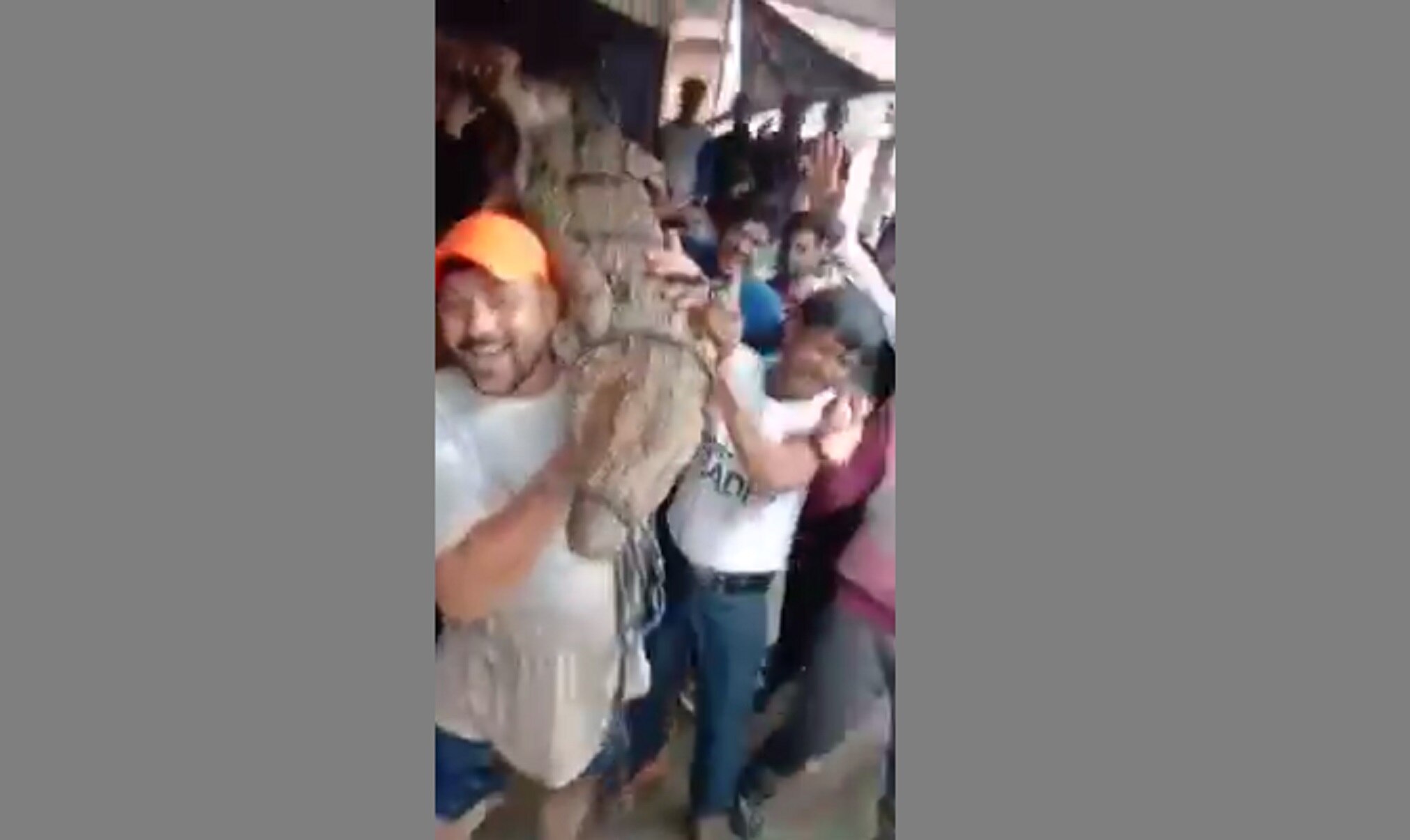 मगरमच्छ