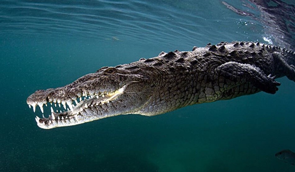 Crocodile
