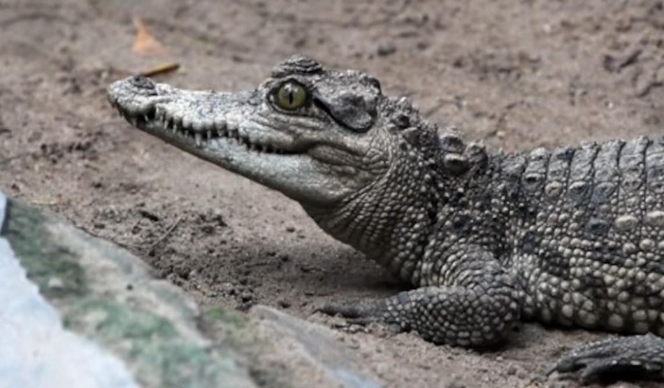 Crocodile