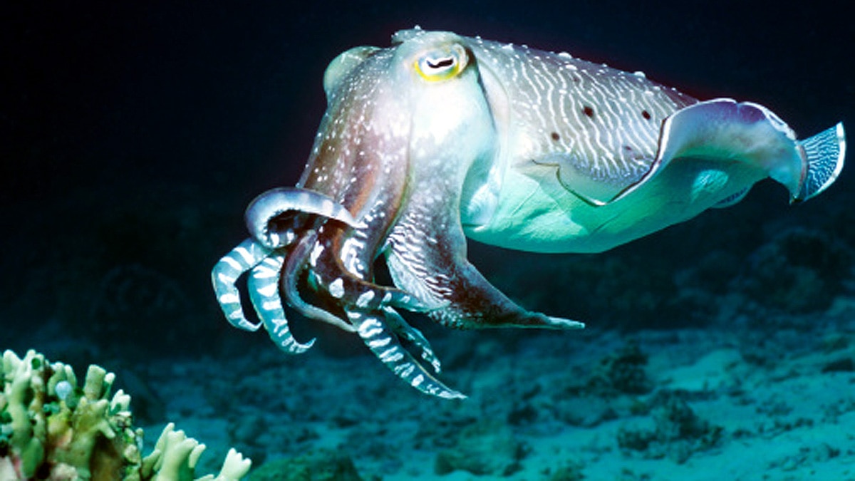 Cuttlefish three hearts memory