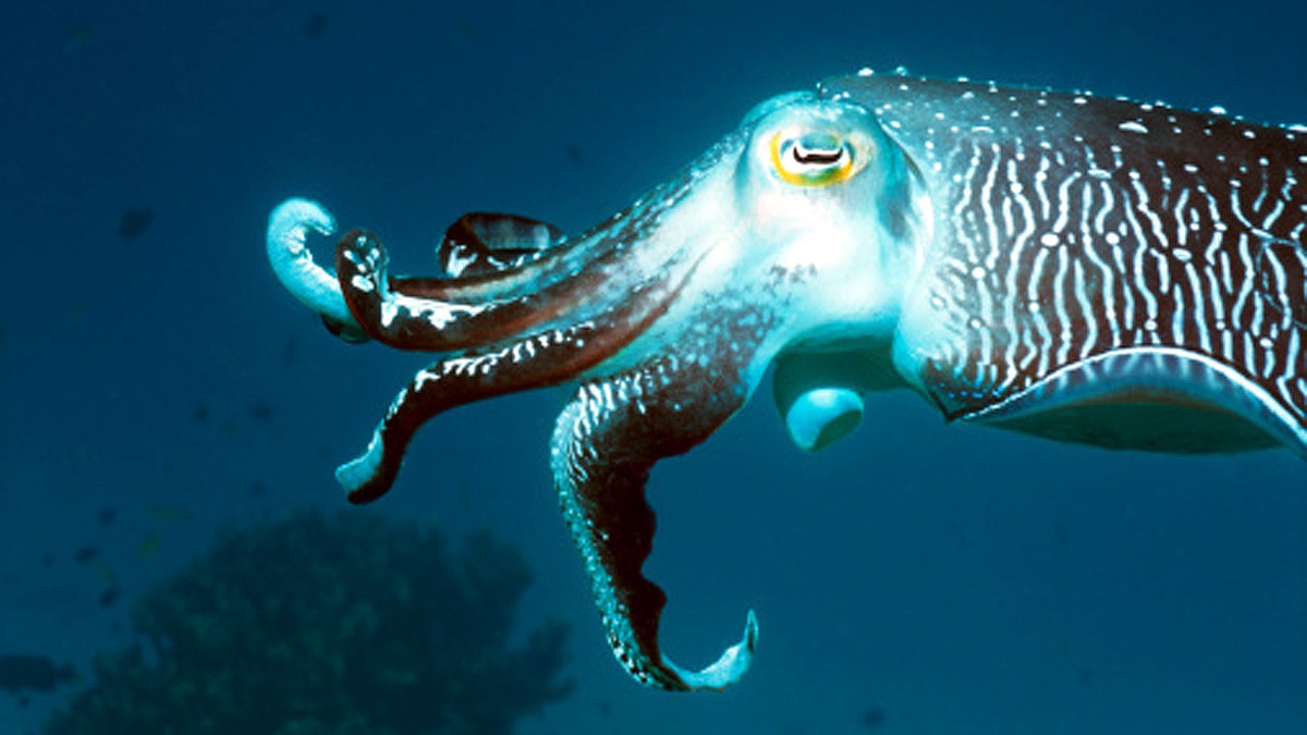 Cuttlefish three hearts memory