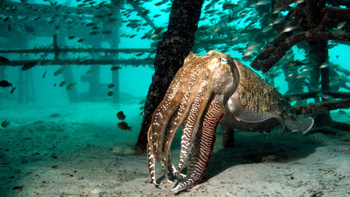 Cuttlefish three hearts memory