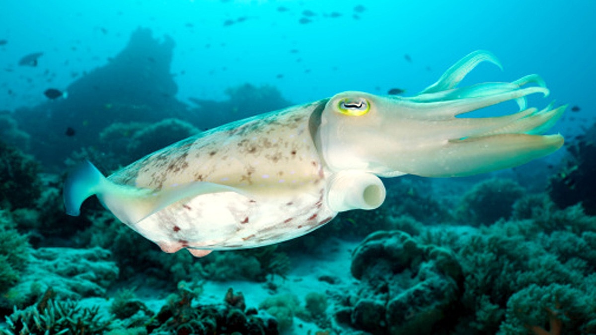 Cuttlefish three hearts memory