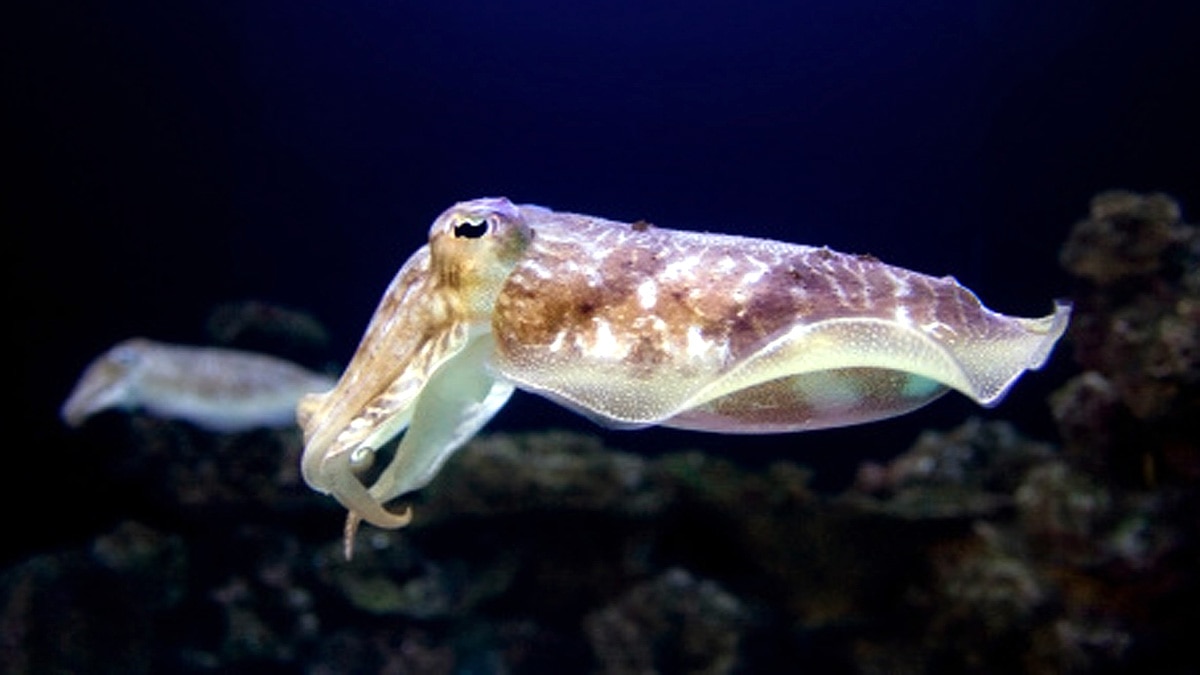 Cuttlefish three hearts memory