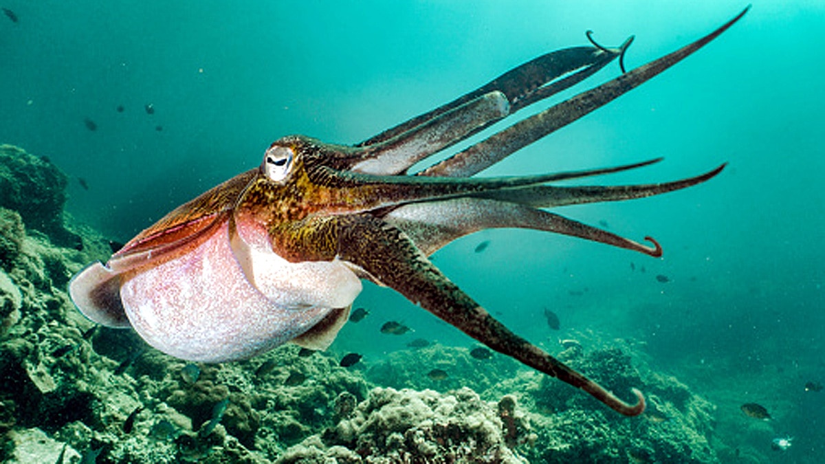Cuttlefish three hearts memory