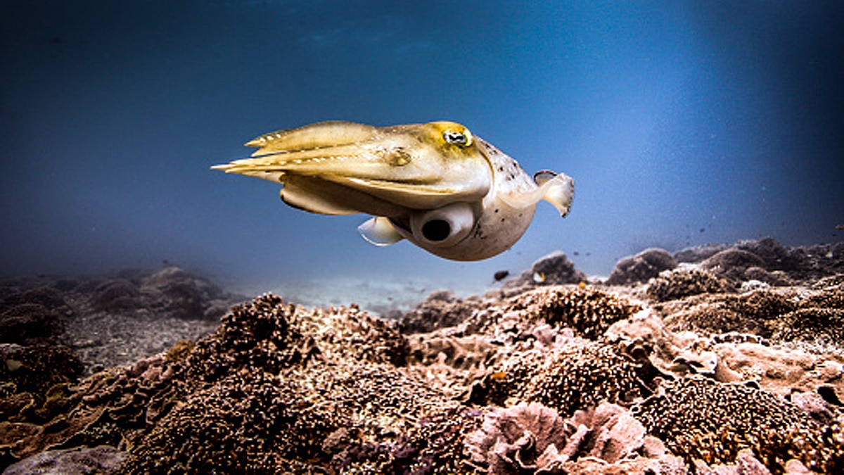 Cuttlefish three hearts memory