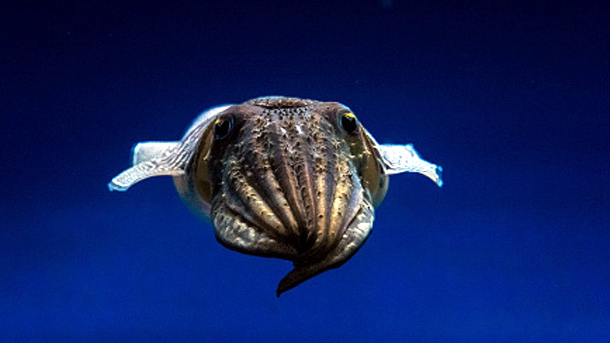 Cuttlefish three hearts memory