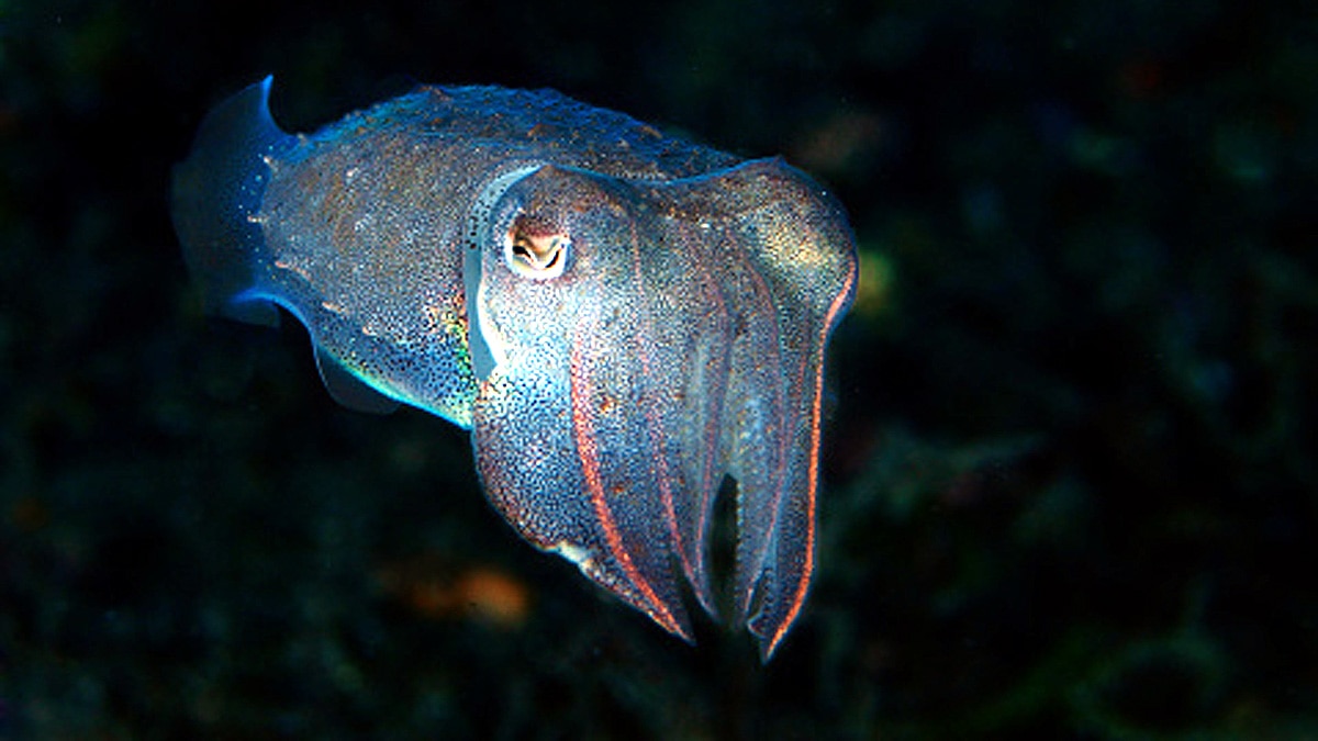 Cuttlefish three hearts memory