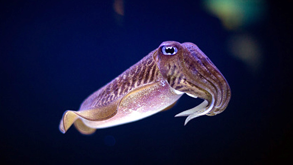 Cuttlefish three hearts memory