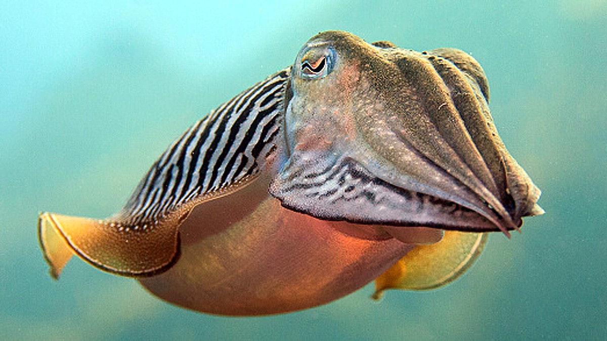 Cuttlefish three hearts memory