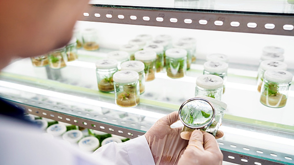 Eatable Vaccines from Plants