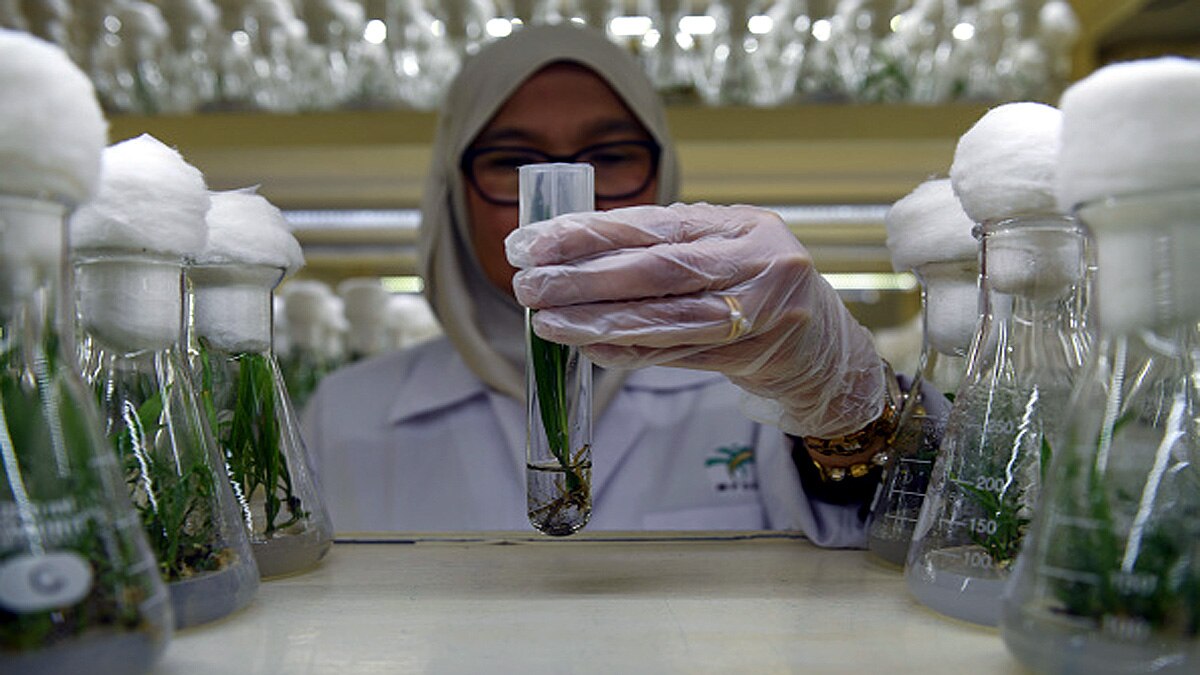 Eatable Vaccines from Plants