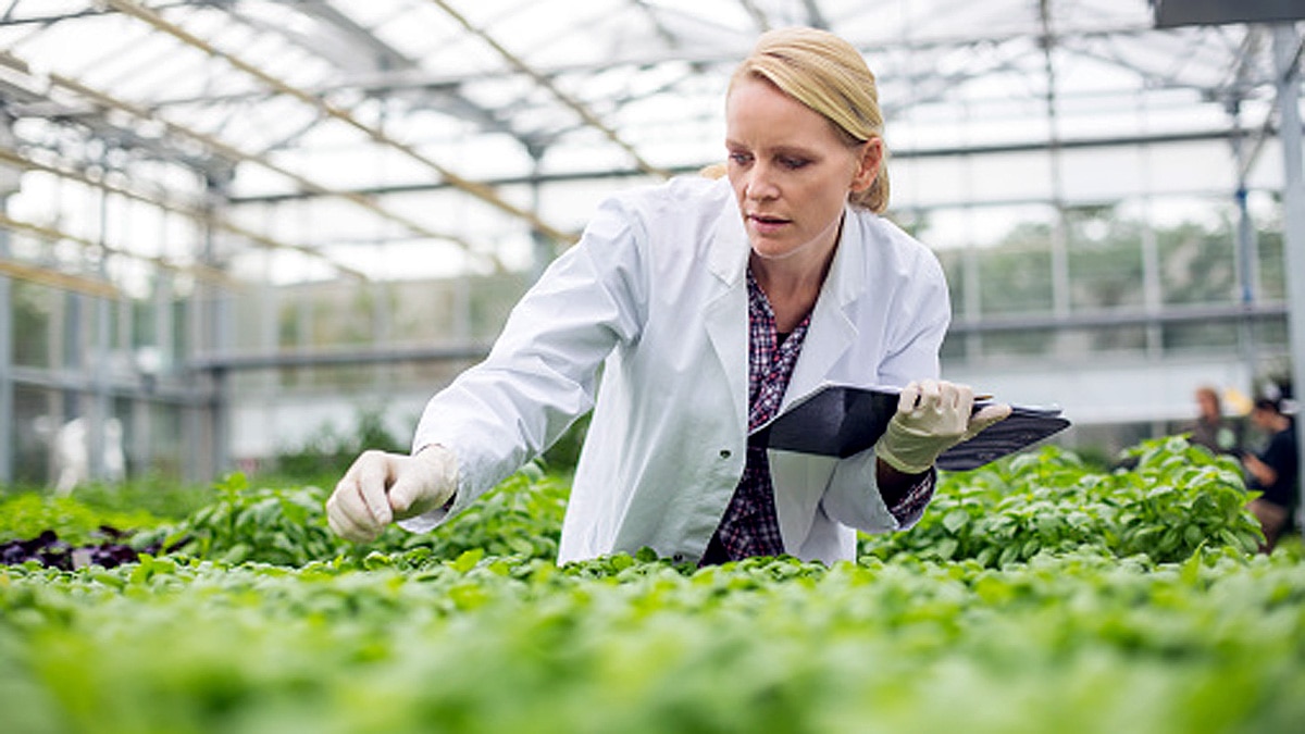 Eatable Vaccines from Plants