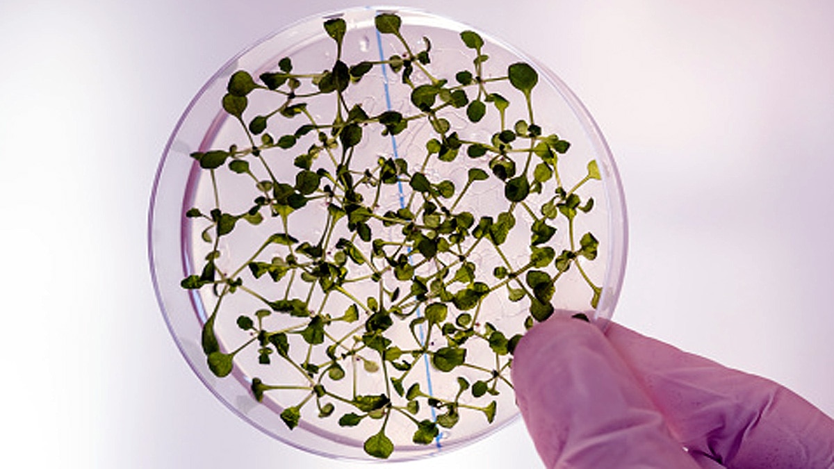 Eatable Vaccines from Plants