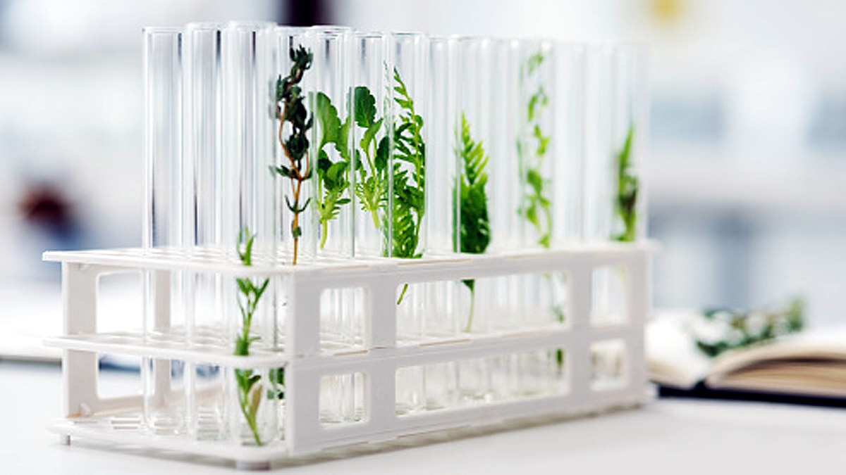 Eatable Vaccines from Plants