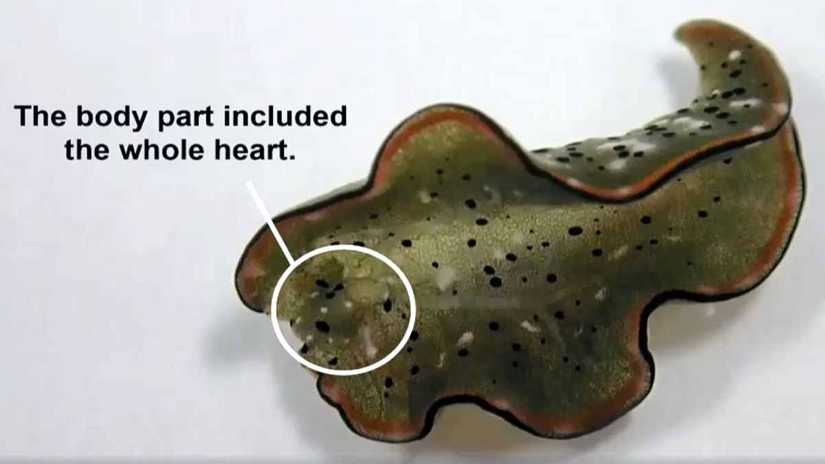 Slug Chops off own head