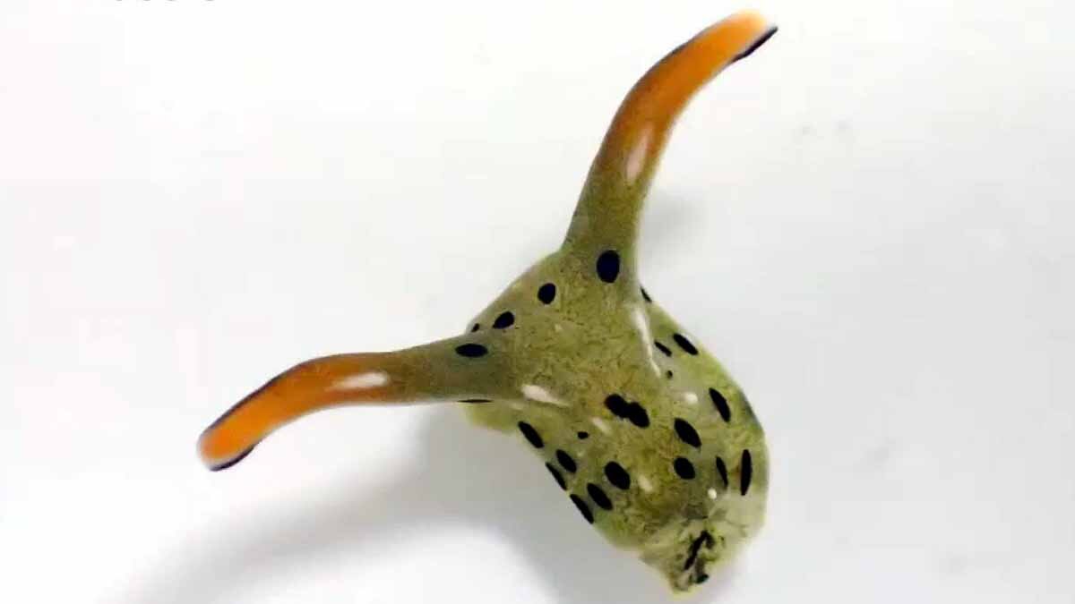 Slug Chops off own head